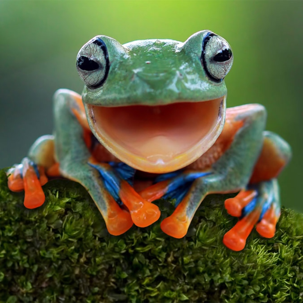 Meet your Posher, Froggy